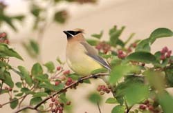 Cedar Waxwing