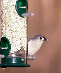 Tufted Titmouse on Tube Feeder with Safflower
