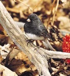 Dark-eyed Junco