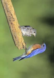 Male Eastern Bluebird feeding young