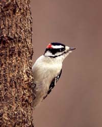 Downy Woodpecker